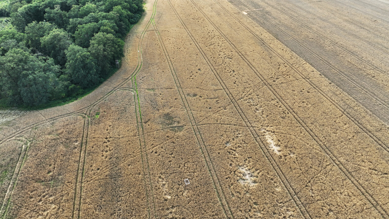 Fotografia rolnicza Pole uszkodzenia Szkoda łowiecka atmosferyczna zdjęcie z drona