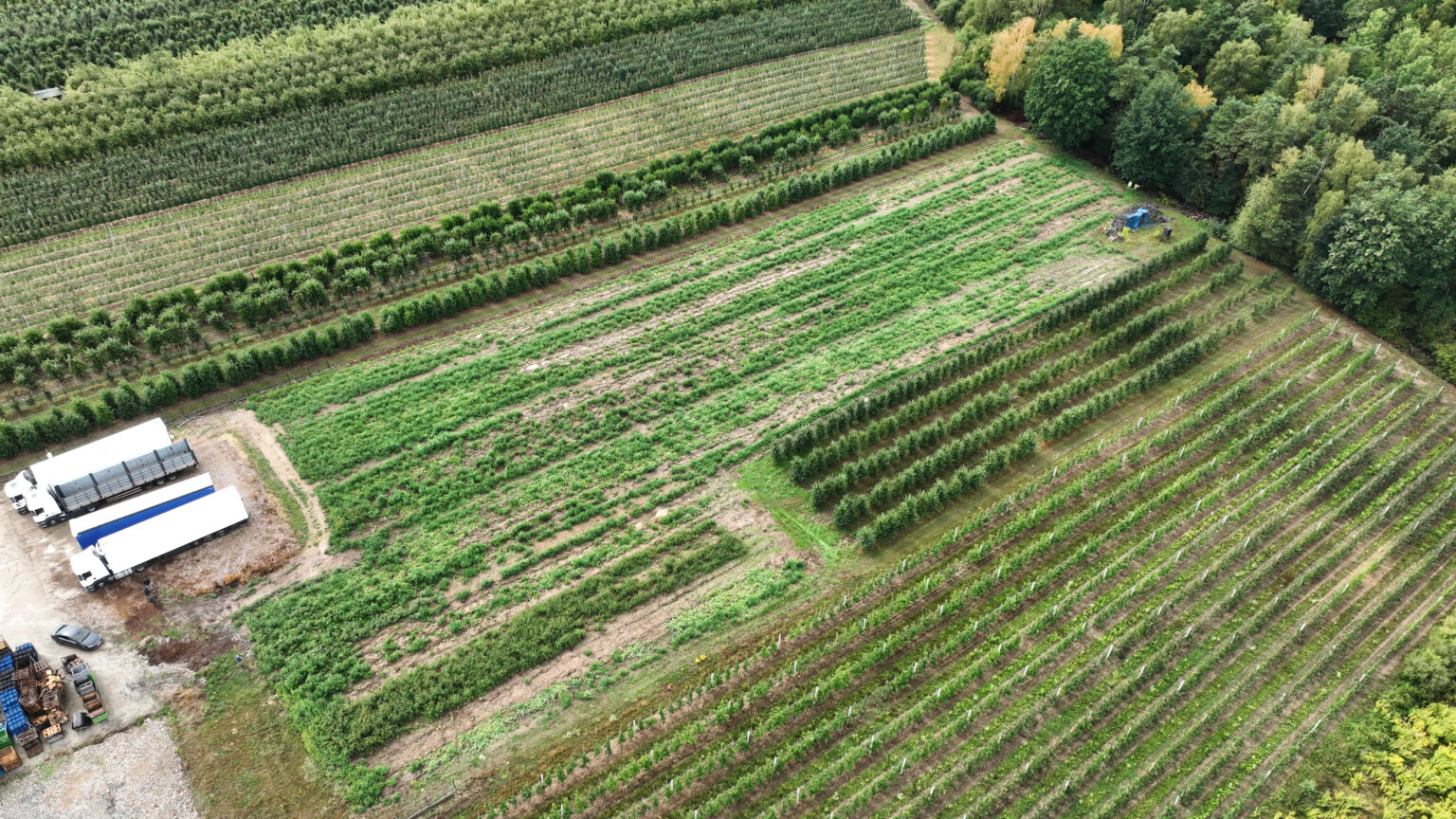 Fotografia rolnicza Pole uszkodzenia Szkoda łowiecka atmosferyczna