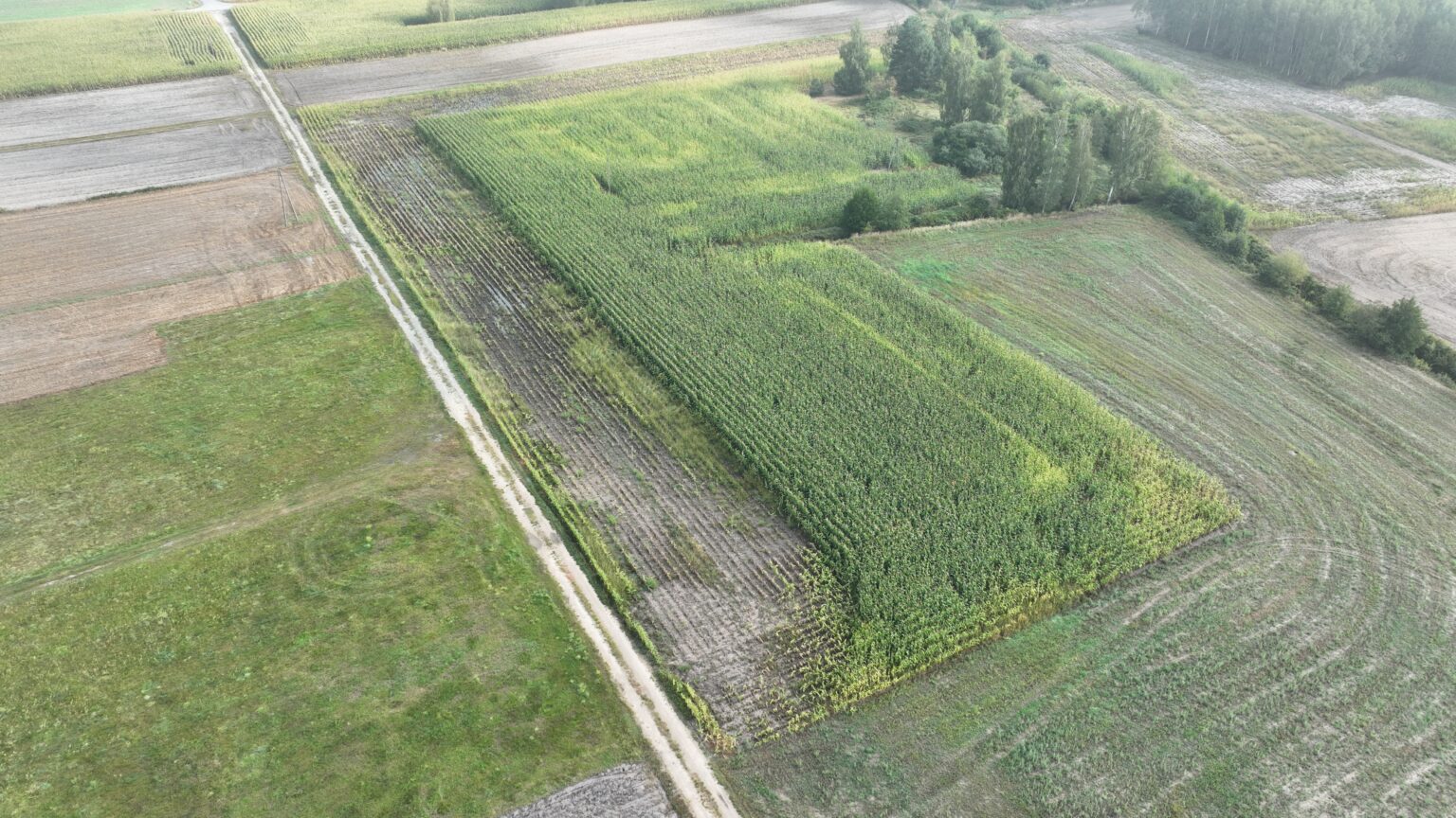 Niewłaściwy oprysk Szkoda OC zdjęcie z drona