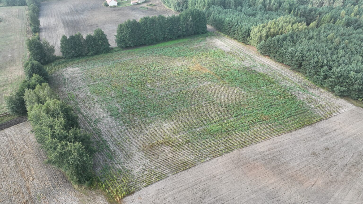 Szkody Łowieckie na polu Rolnictwo Pole uszkodzenia Szkoda łowiecka atmosferyczna zdjęcie z drona